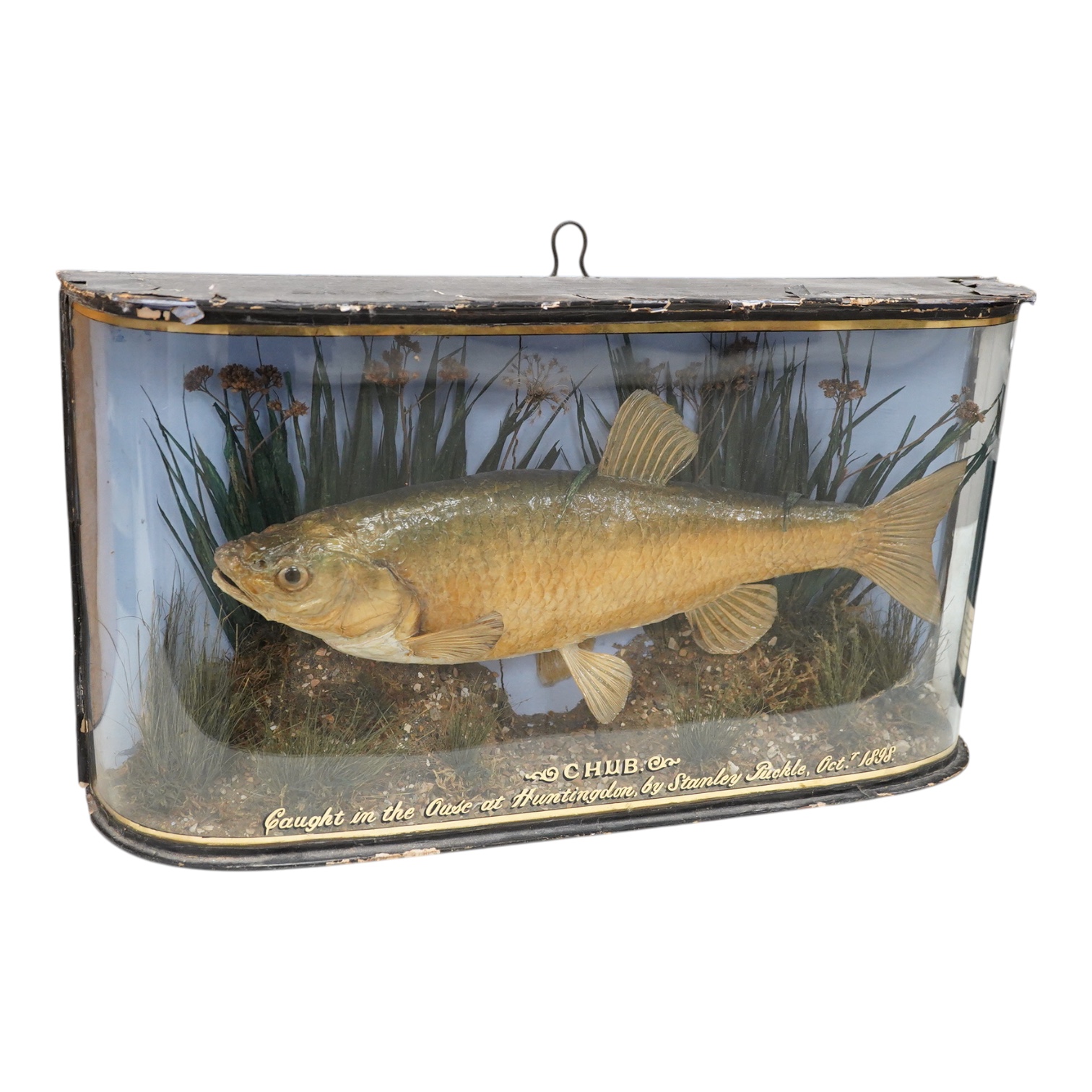A taxidermy Chub in a bowed case, inscribed ‘Caught in the Ouse at Huntingdon, by Stanley Puckle, Oct. 1898’, 59cm wide